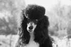 Parti poodle Art Print